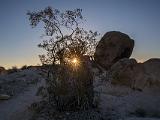 Joshua Tree 009
